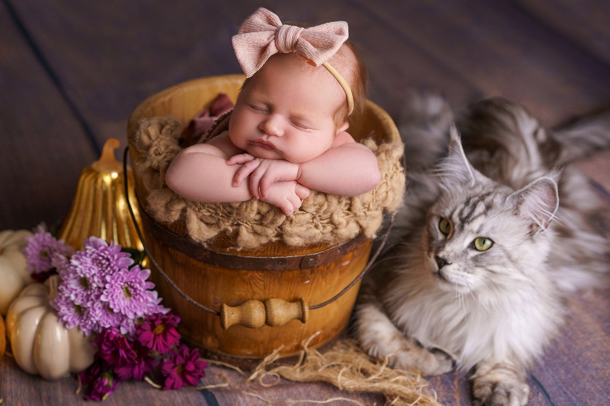 Новорождённый в деревянном ведре с кошкой — фотосессия